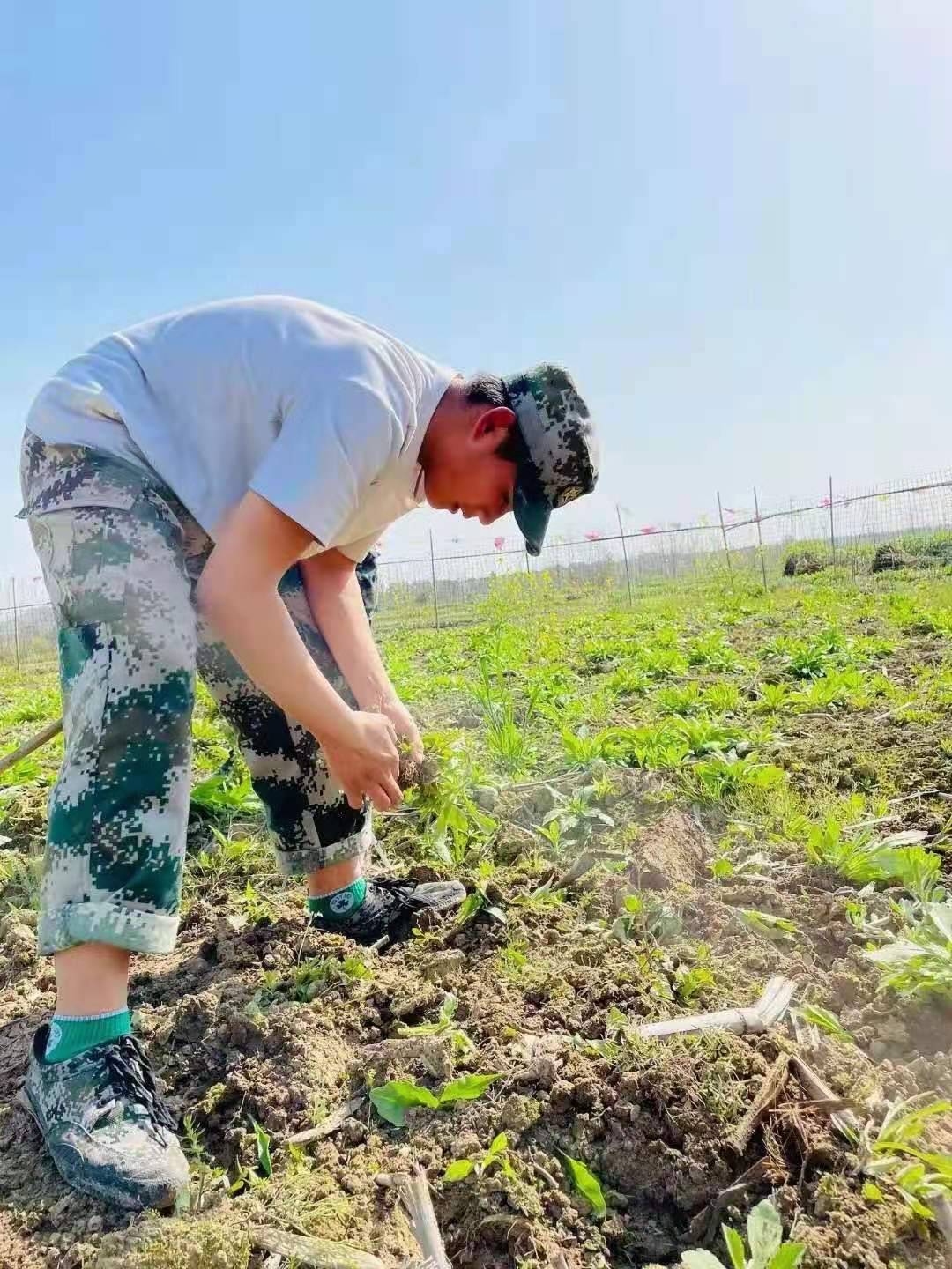 正苗启德学生种菜