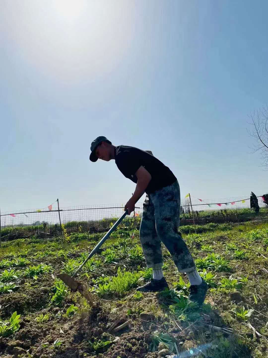 正苗启德学生种菜